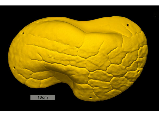 Core Font Mini Volume Easy Sloper 1 biscuit 