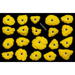 Core Font Mini Bolt-on Feet biscuit 