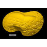 Core Font Mini Volume Easy Sloper 1 biscuit 