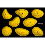 Core Font Hard Slopers biscuit 