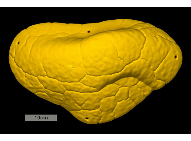 Core Font Mini Volume Easy Sloper 2 biscuit 