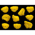 Core Font Large Jugs biscuit 
