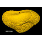 Core Font Mini Volume Easy Sloper 2 biscuit 