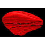 Core Grit Mini Volume brown 