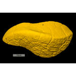 Core Font Mini Volume Arete 2 biscuit 